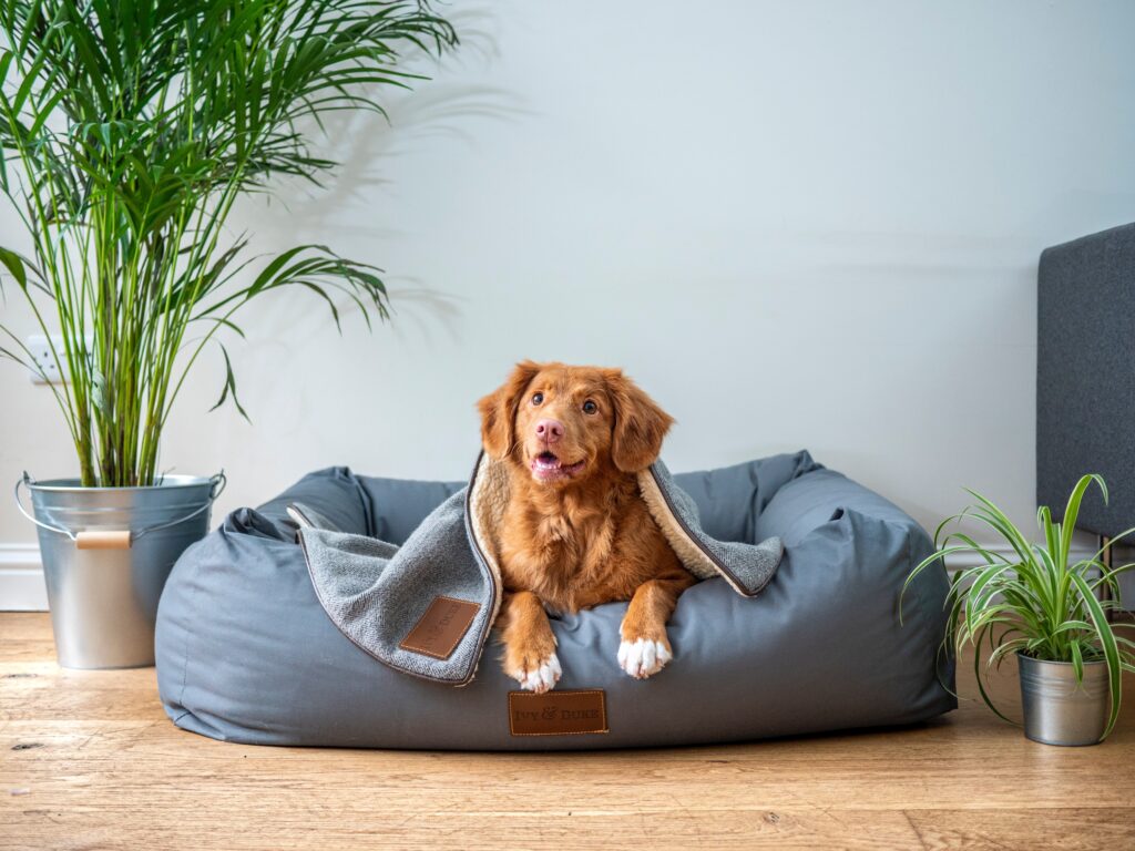 室内　犬